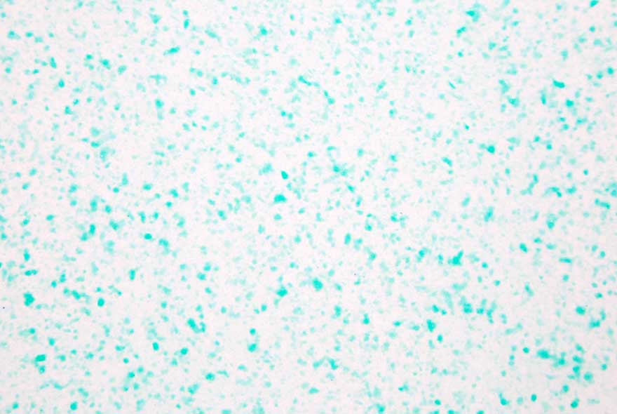 啄木鸟3D彩粒漆样板